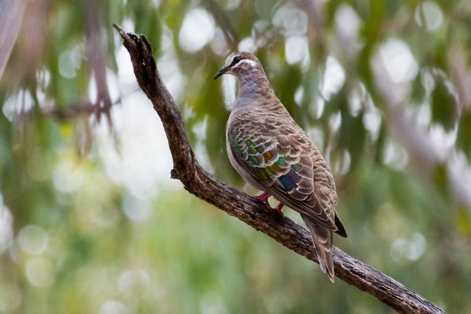 Common Bronzewing (Phaps chalcoptera)